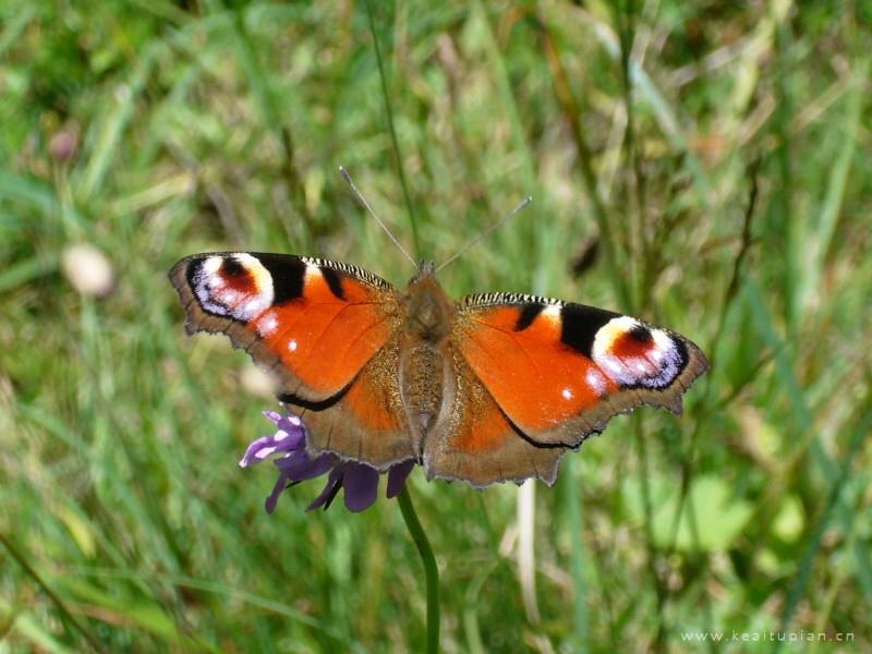 草丛中的孔雀蝴蝶图片