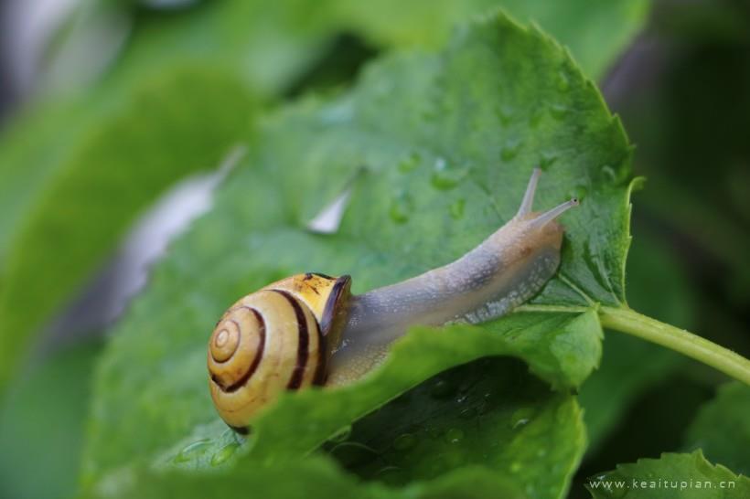 绿色植物上的蜗牛图片