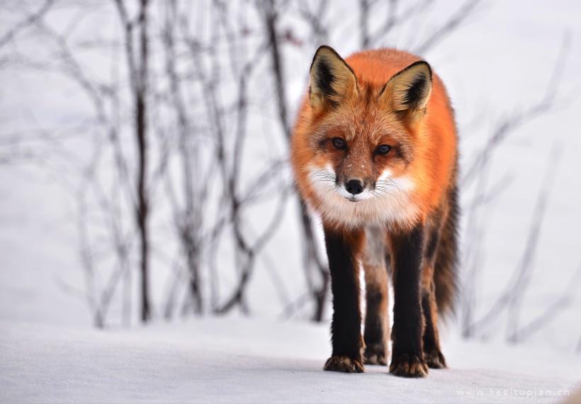 可爱灵气的狐狸图片