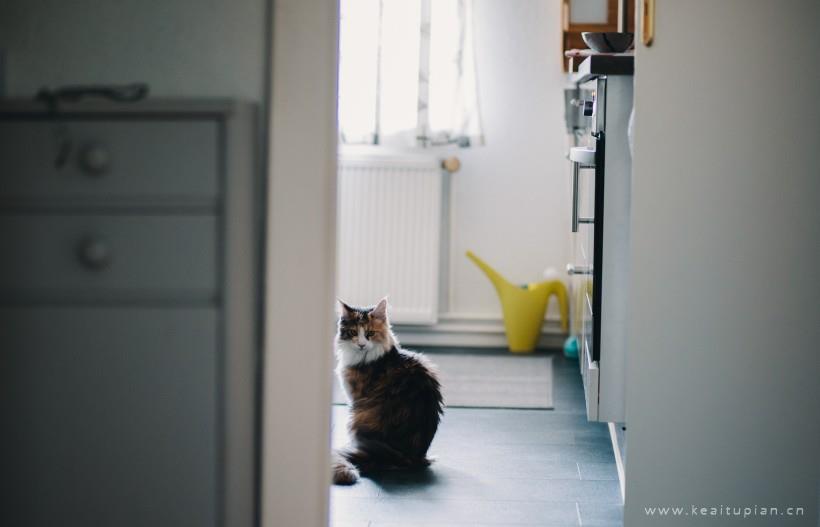 乖巧可爱的猫咪温馨图片大全
