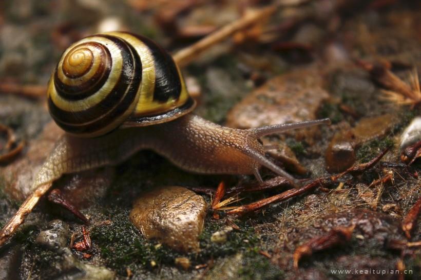 可爱的蜗牛在草丛里缓慢爬行图片大全