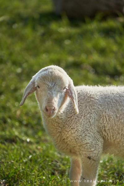 绵羊图片-漂亮的憨厚老实的绵羊图片大全