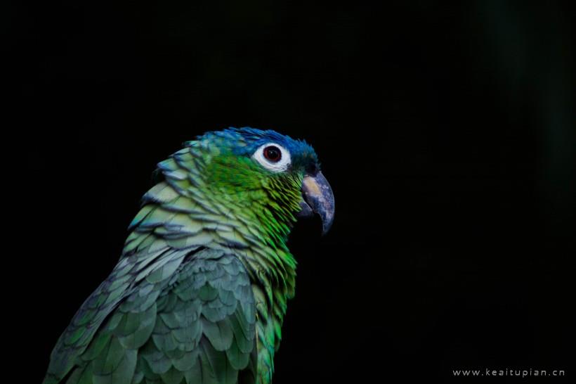 鹦鹉图片-漂亮的绿色的鹦鹉图片大全
