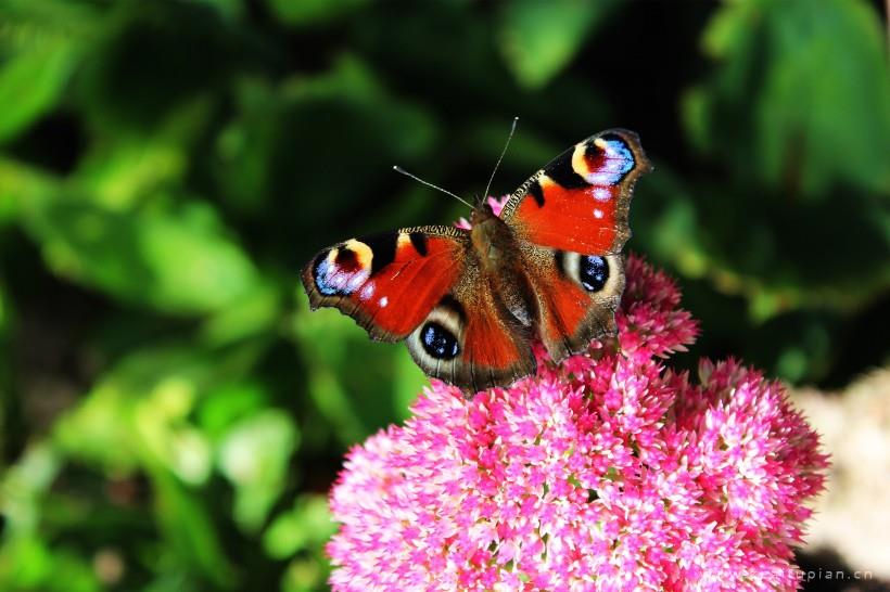 孔雀蝴蝶图片-唯美花丛中的孔雀蝴蝶图片大全