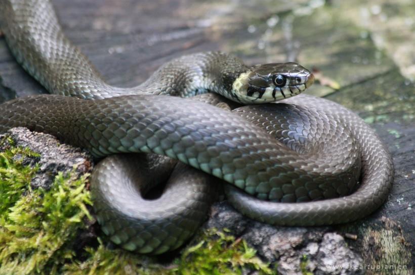 毒蛇图片-漂亮的冰冷危险的毒蛇图片大全
