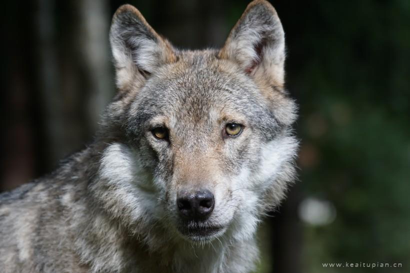 野狼图片-漂亮的目光凶狠的野狼图片大全