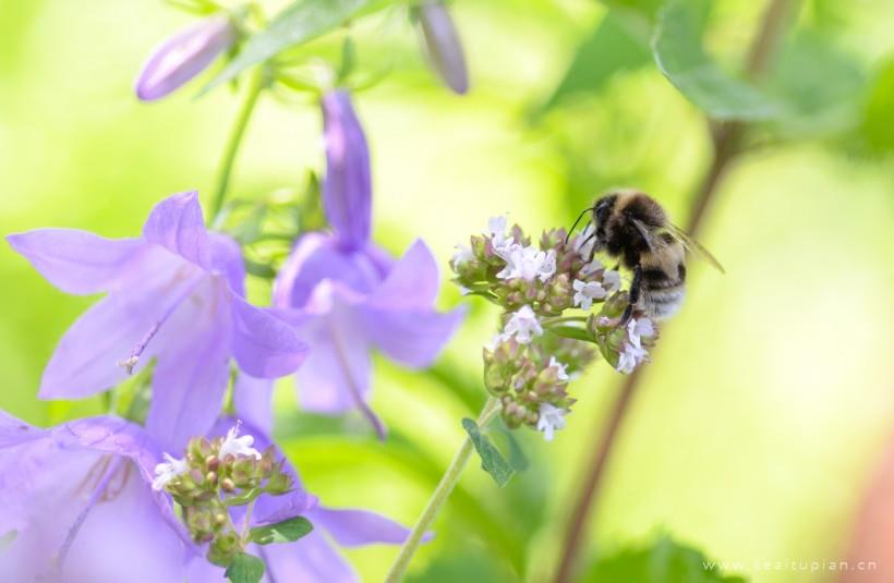 蜜蜂图片-漂亮的正在采花蜜的蜜蜂图片大全