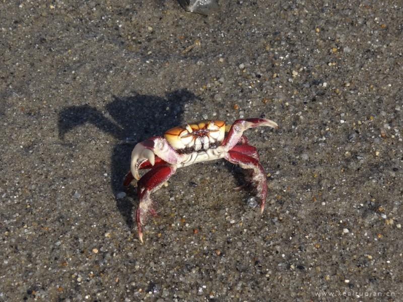螃蟹图片-沙滩上横行霸道的螃蟹图片大全