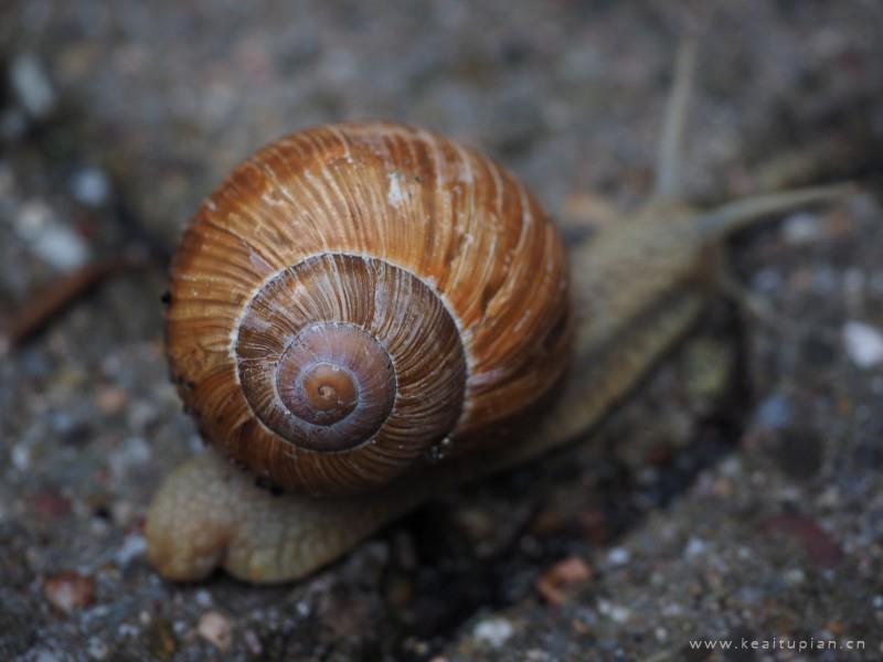 蜗牛图片-唯美缓慢爬行的蜗牛图片大全