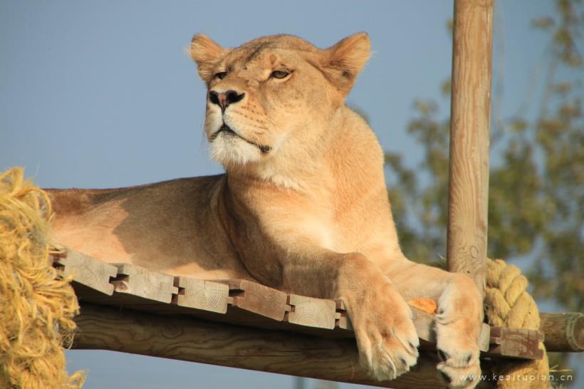 动物园的母狮子慵懒生活高清壁纸图片