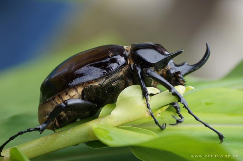 犀牛甲虫图片-漂亮的力量惊人的犀牛甲虫图片大全