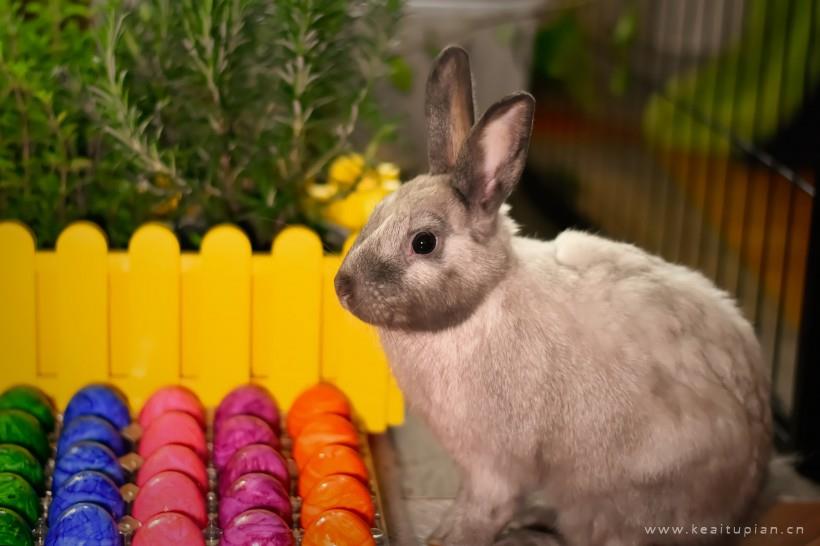 兔子图片-唯美可爱机灵的兔子图片大全