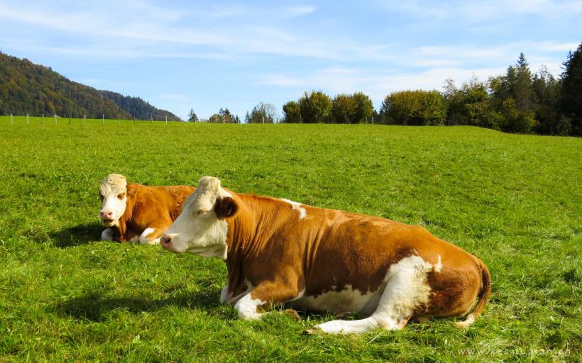 奶牛图片-唯美草地上的奶牛图片大全