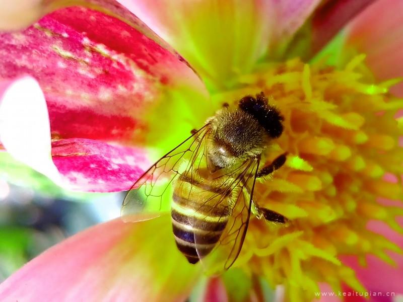 好看唯美的蜜蜂采蜜高清图片大全