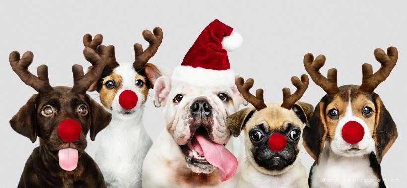 狗狗图片-好看圣诞装扮的狗狗图片大全
