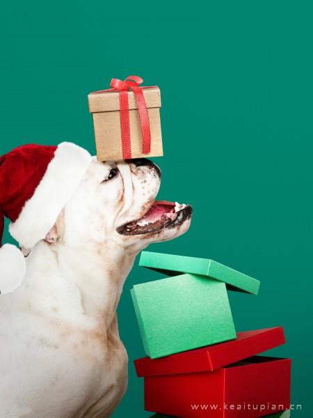 狗狗图片-好看圣诞装扮的狗狗图片大全
