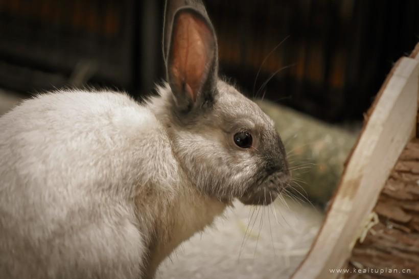 兔子图片-唯美可爱机灵的兔子图片大全
