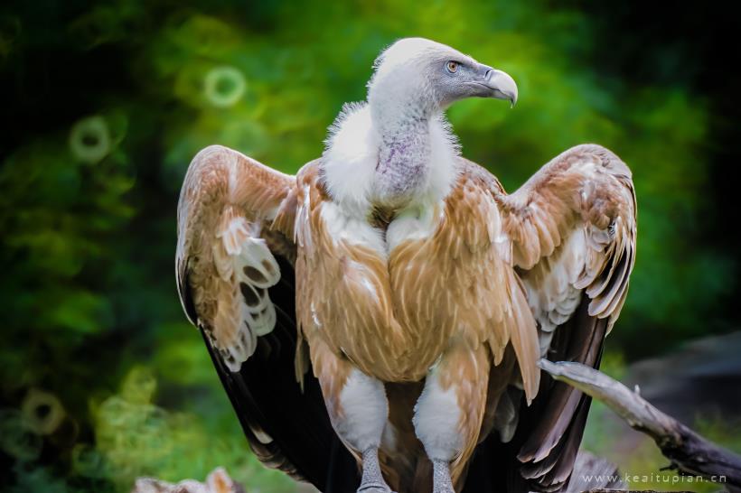 野生兀鹫图片-漂亮的目光锐利的野生兀鹫图片大全