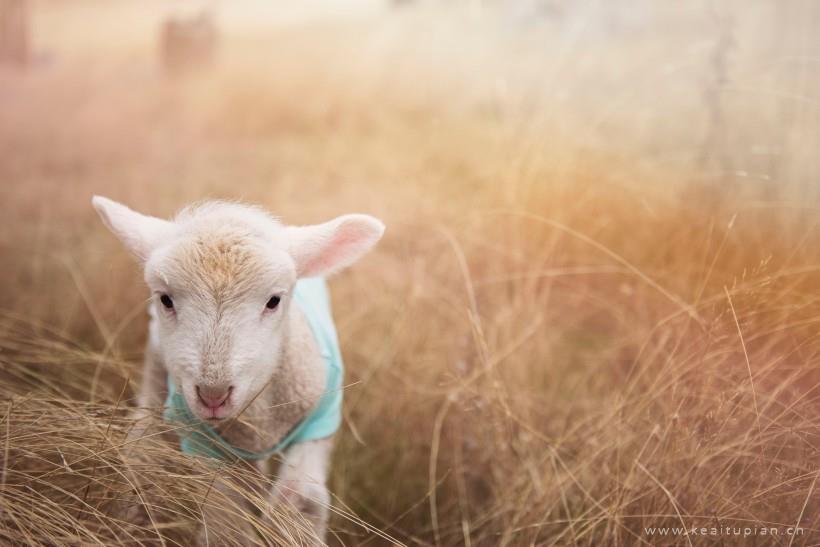 绵羊图片-唯美毛绒绒的绵羊图片大全