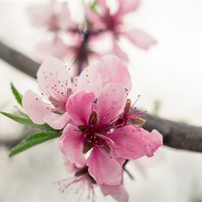 妈妈们喜欢的枝头桃花盛开微信头像图片