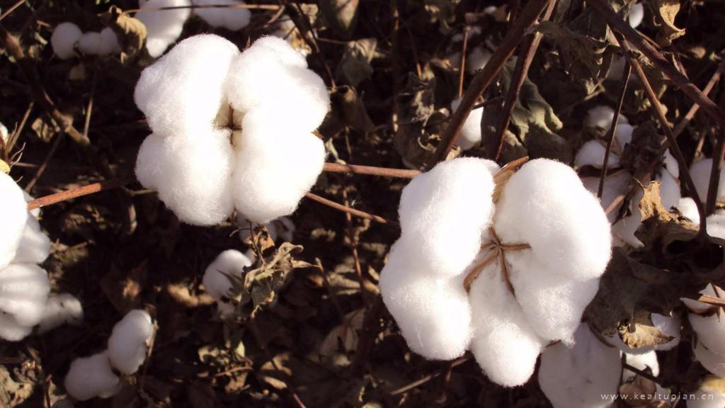 雪白纯洁的新疆棉花