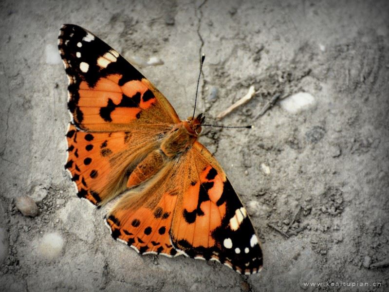 蝴蝶图片-唯美五颜六色的蝴蝶图片大全