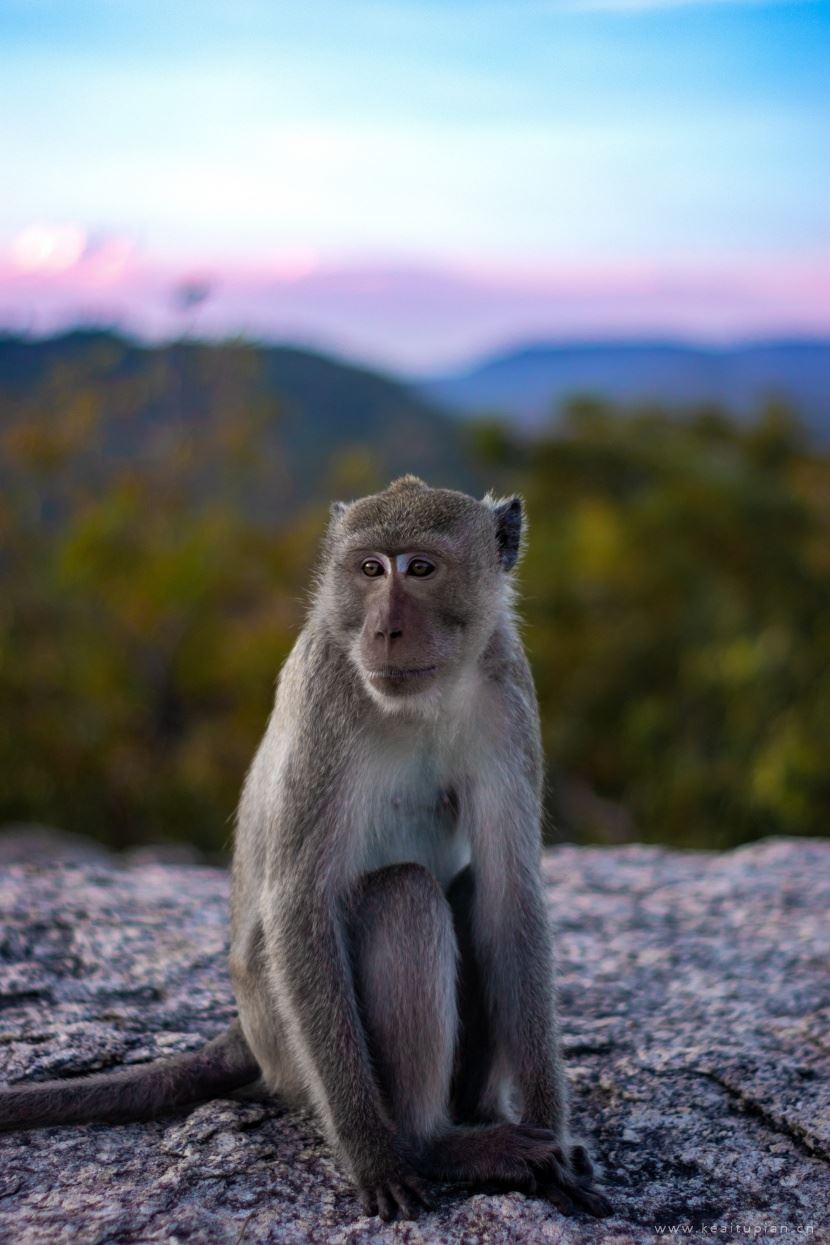 猴子图片-漂亮的调皮可爱的猴子图片大全