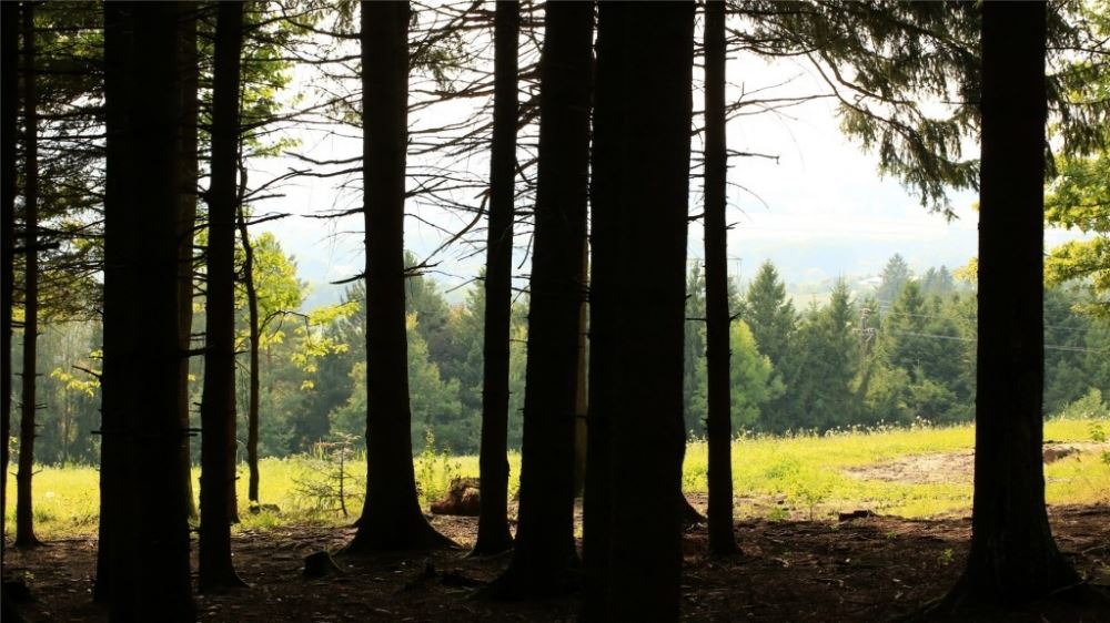 静谧森林中的风景-生机勃勃的树木图片