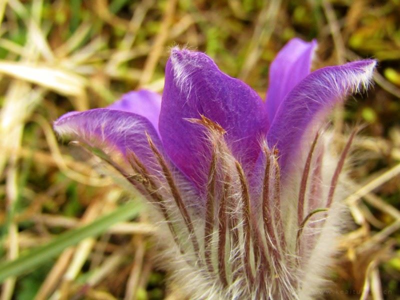 长满白色绒毛的紫色植物-白头翁花朵图片
