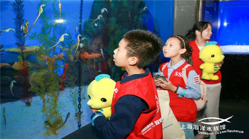 上海海洋水族馆旅游景点真实照片风景