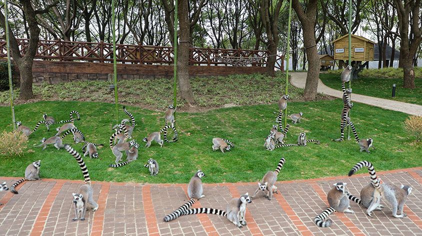 高清上海野生动物园图片 野生动物园旅游景点真实照片风景