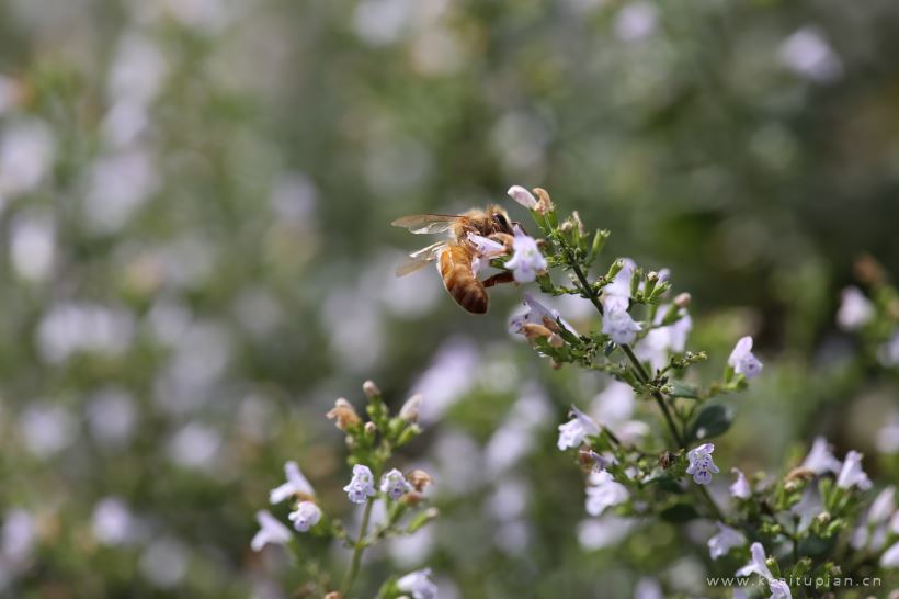 蜜蜂图片-唯美花朵上采蜜的蜜蜂图片大全