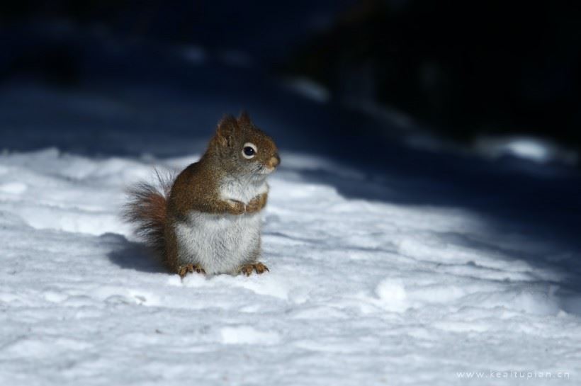 北美红松鼠图片-唯美活泼可爱的北美红松鼠图片大全