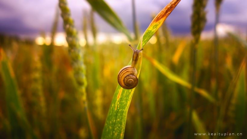小蜗牛图片-唯美植物上觅食的小蜗牛图片大全