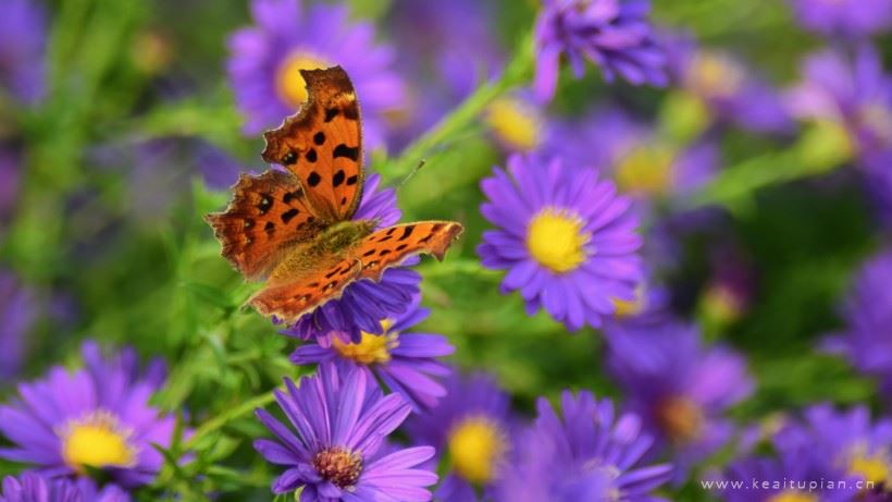 斑点木蝶图片-唯美美丽的斑点木蝶图片大全
