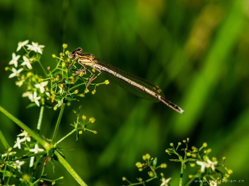 蜻蜓图片-唯美飞来飞去的蜻蜓图片大全