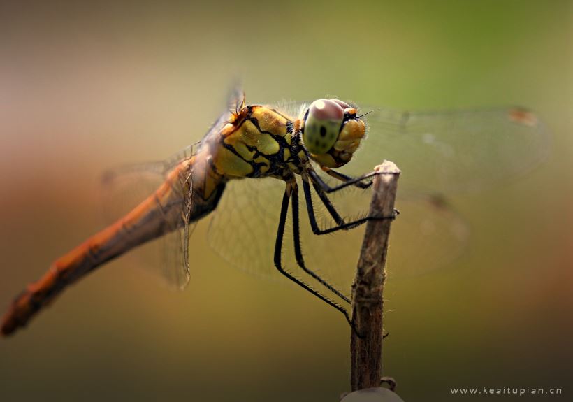 蜻蜓图片-漂亮的轻盈飞翔的蜻蜓图片大全