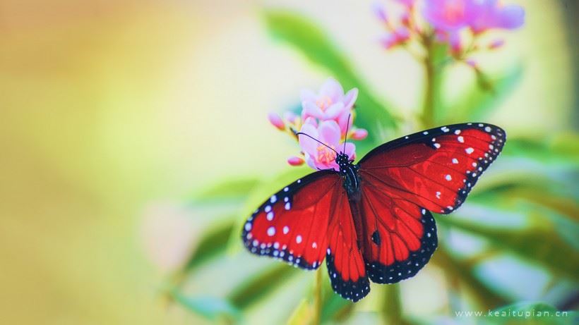红色蝴蝶图片-漂亮的优雅的红色蝴蝶图片大全
