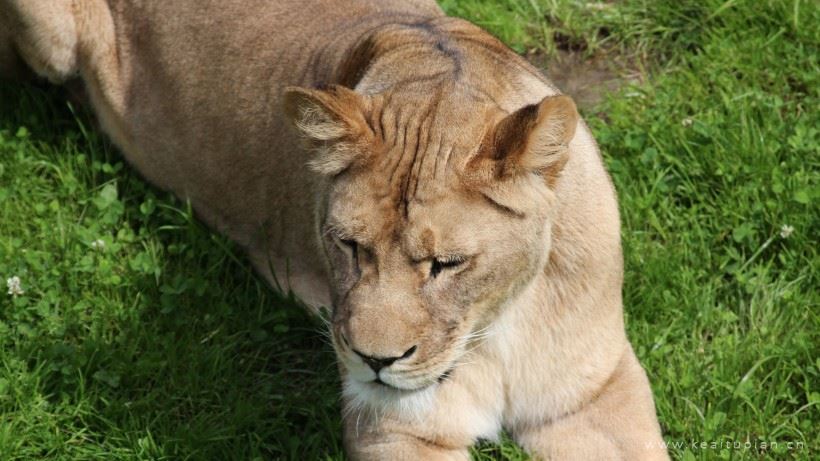 母狮子图片-漂亮的草原上静静观望的母狮子图片大全