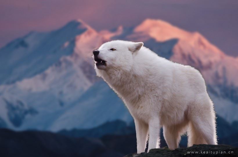 北极狼图片-好看威猛凶悍的北极狼图片大全