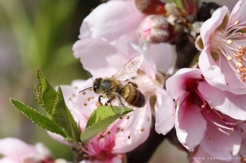 蜜蜂图片-唯美花朵上采蜜的蜜蜂图片大全