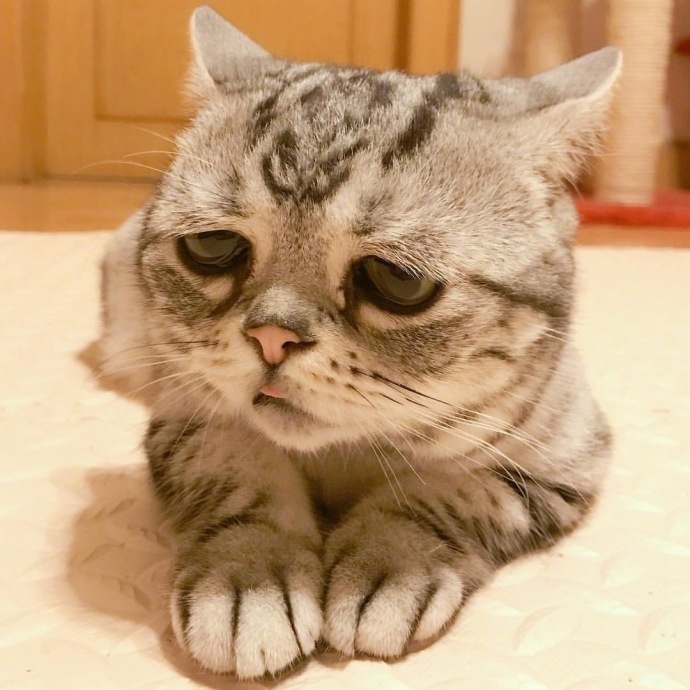委屈巴巴好可爱的小猫头像图片|一只自带悲伤