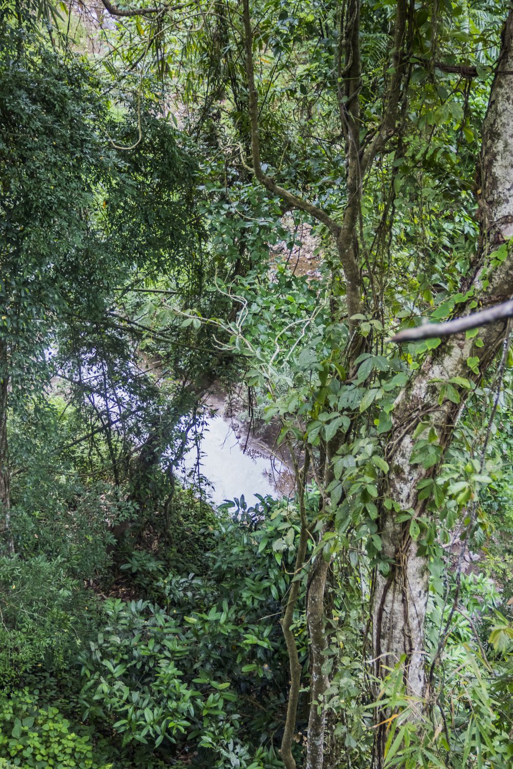 高清西双版纳西双版纳热带雨林国家公园望天树景区图片 西双版纳热带雨林国家公园望天树景区旅游景点真实照片风景
