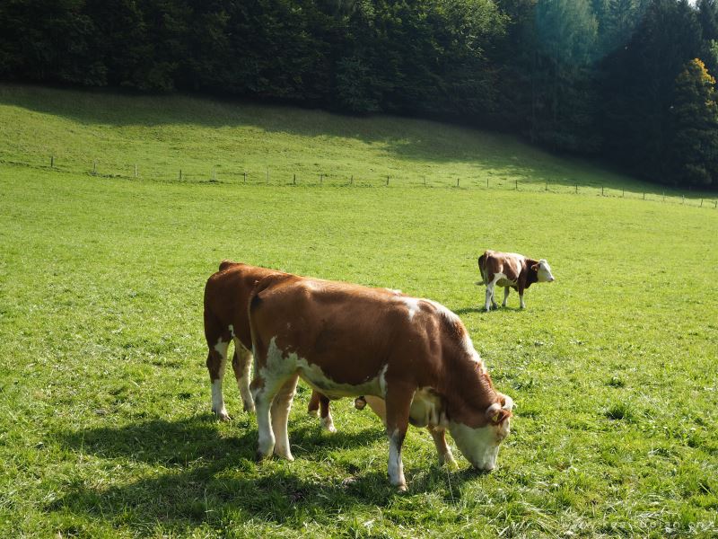 奶牛图片-漂亮的草地上的奶牛图片大全
