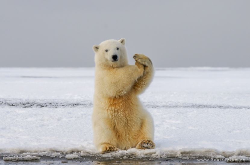 北极熊图片-唯美灵敏的北极熊图片大全