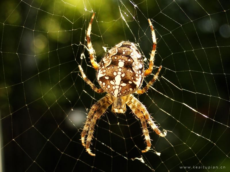 蜘蛛图片-漂亮的蜘蛛网上的蜘蛛图片大全