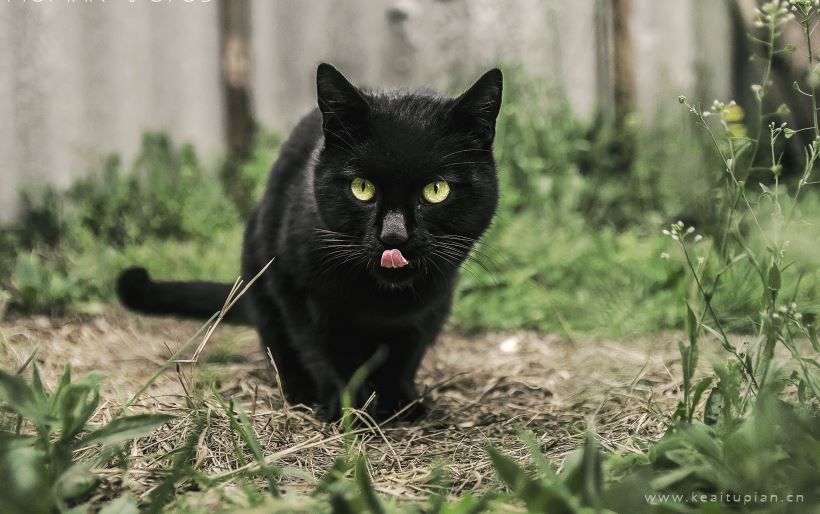 好看黑色的猫咪图片大全