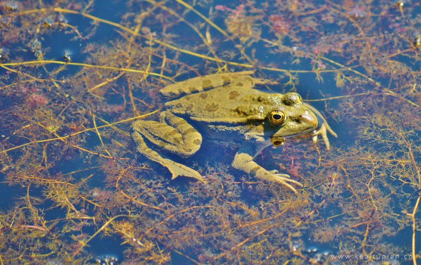 青蛙图片-漂亮的池塘里的青蛙图片大全