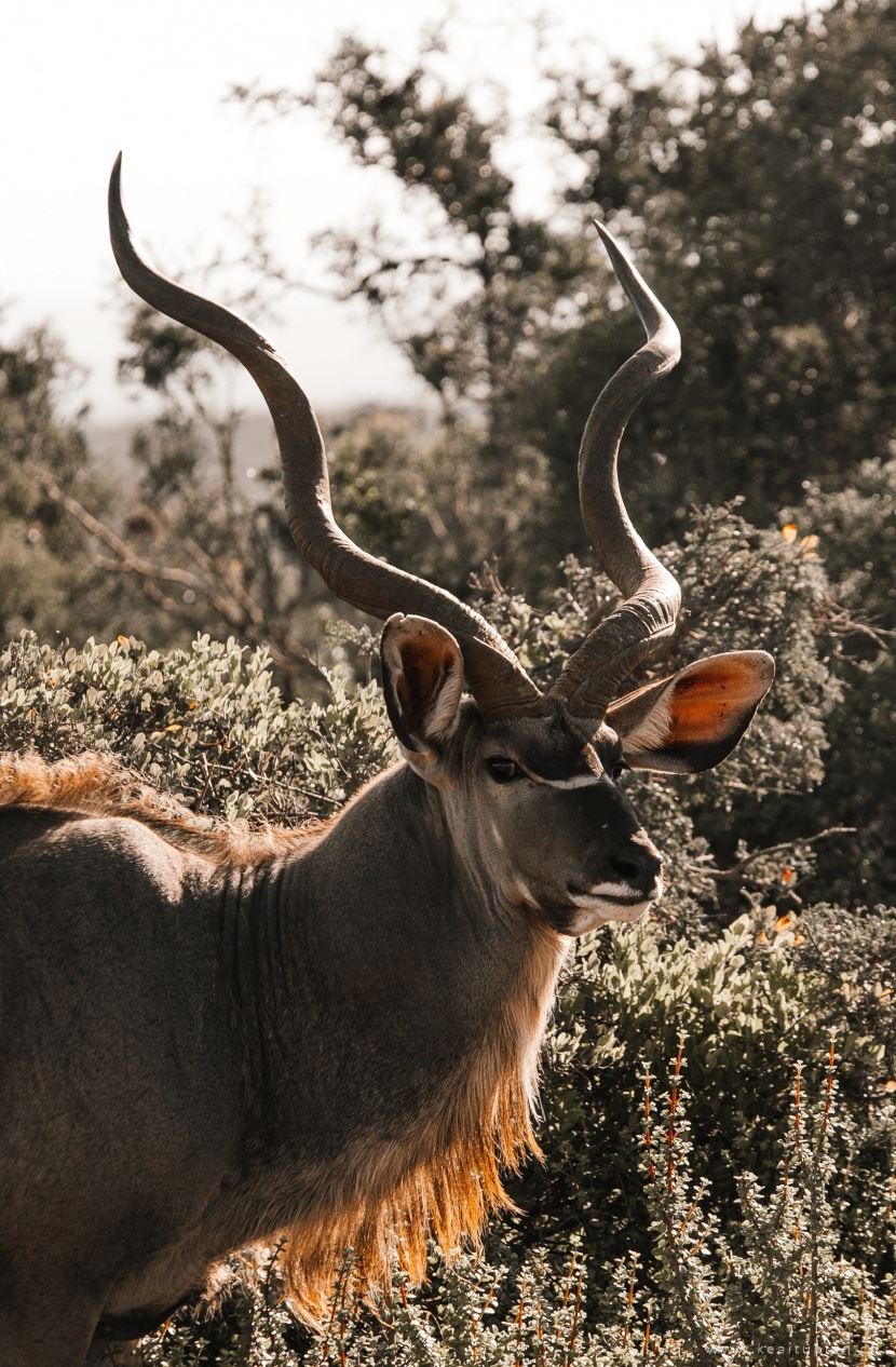 扭角林羚图片-漂亮的敏捷活泼的扭角林羚图片大全