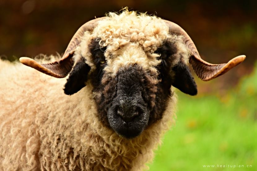 瓦莱黑鼻羊图片-好看憨态可掬的瓦莱黑鼻羊图片大全